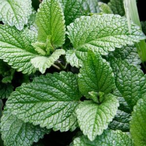 Double Mint
