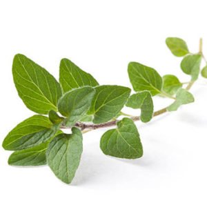 Oregano