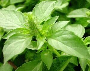 Basil
