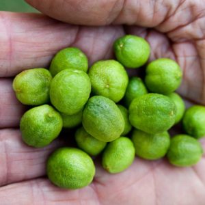 Tiny Lime