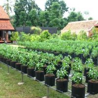 bfd-buncis-plant