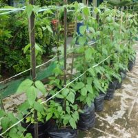 bfd-kacangpanjang-plant