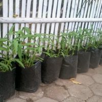bfd-kangkung-plant