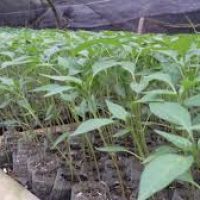 bfd-plant-cabai