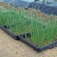 bfd-plant-onion