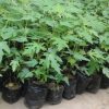 bfd-plant-papaya