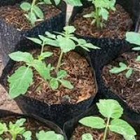 bfd-plant-tomat