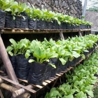 bfd-sawi-plant