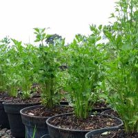 bfd-seledri-plant