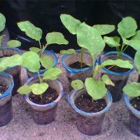 bfd-terong-plant